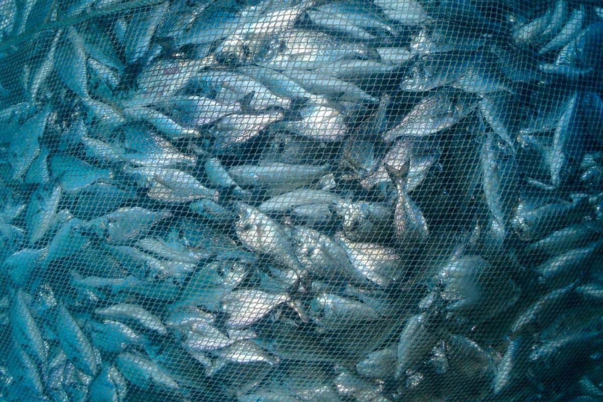 Blocco pesca nell'Adriatico dal 29 luglio. Le date precise e le zone interessate