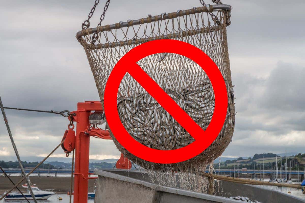 Blocco pesca nell'Adriatico dal 29 luglio. Le date precise e le zone interessate