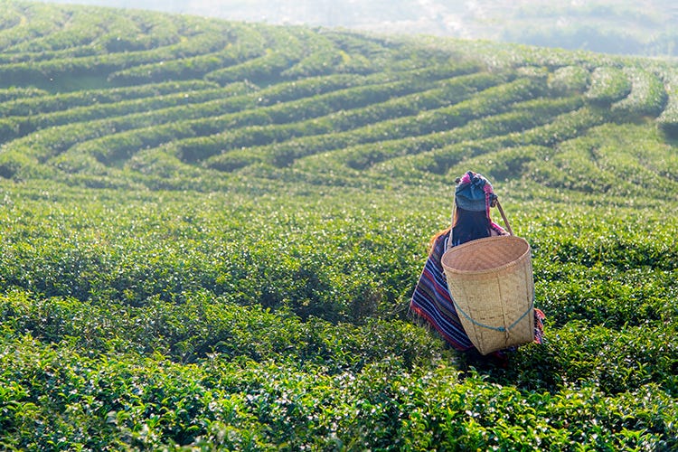 Lo slogan commerciale di Lipton: “direttamente dai giardini del tè alla teiera” (La storia millenaria del tè Da bevanda sacra a cocktail)
