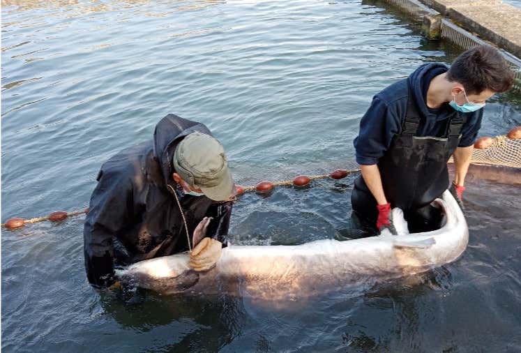 Un esemplare di storione - Cru Caviar, il lusso italiano a tavola: dal caviale Beluga all'innovazione