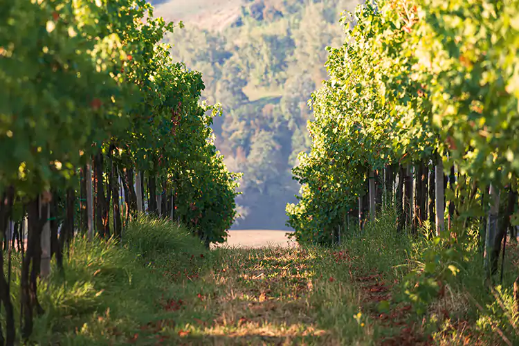 La Strada del vino e dei sapori Colli dei Longobardi compie 20 anni La Strada dei Longobardi compie 20 anni fra enoturismo e arte