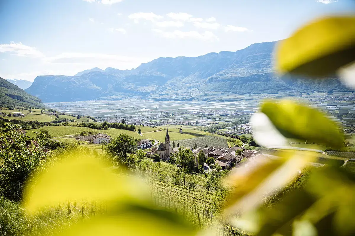 Il Pinot nero &egrave; presente da quasi due secoli in Alto Adige Enoturisti in pellegrinaggio sul sentiero del Pinot Nero