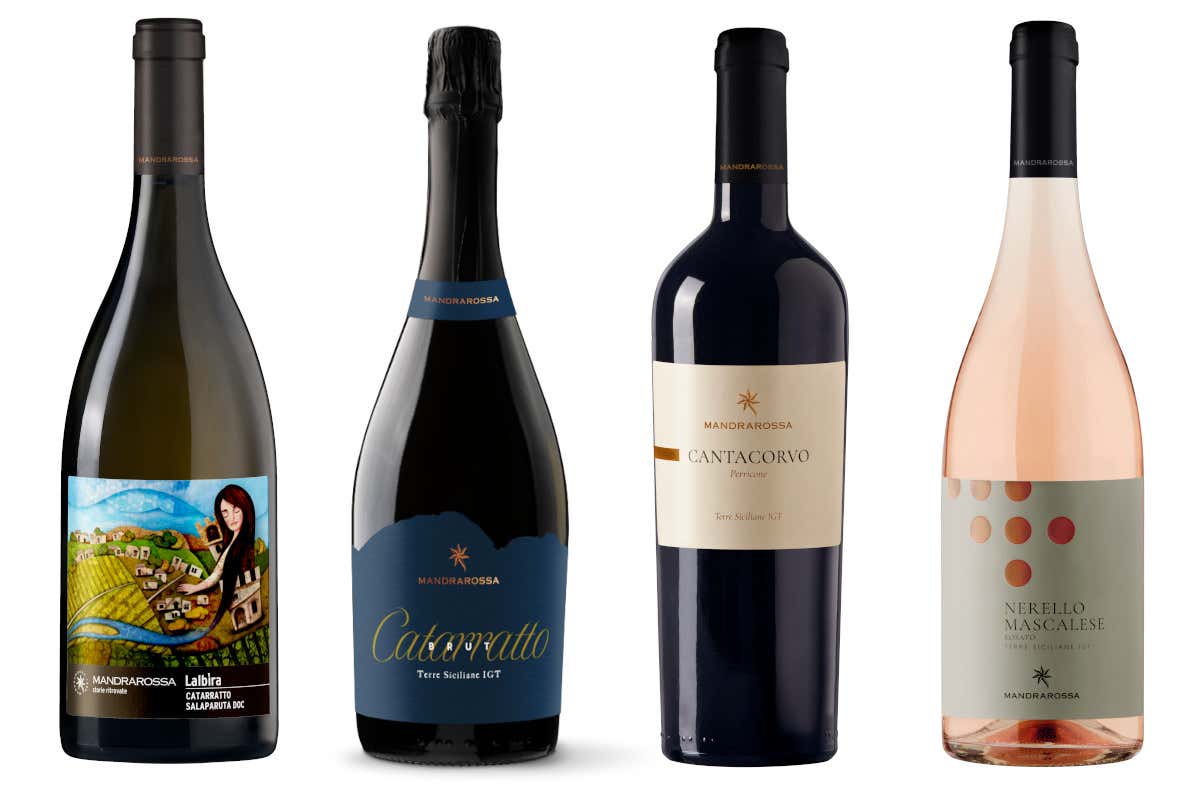 Le novità di Mandrarossa (da sinistra): Lalbìra Salaparuta Doc 2025, Catarratto Brut Terre Siciliane Igt, Cantacorvo Terre Siciliane Igt e Nerello Mascalese Rosato Terre Siciliane Igt Le novità di Mandrarossa (da sinistra): Mandrarossa: quattro nuovi vini per leggere i vitigni siciliani