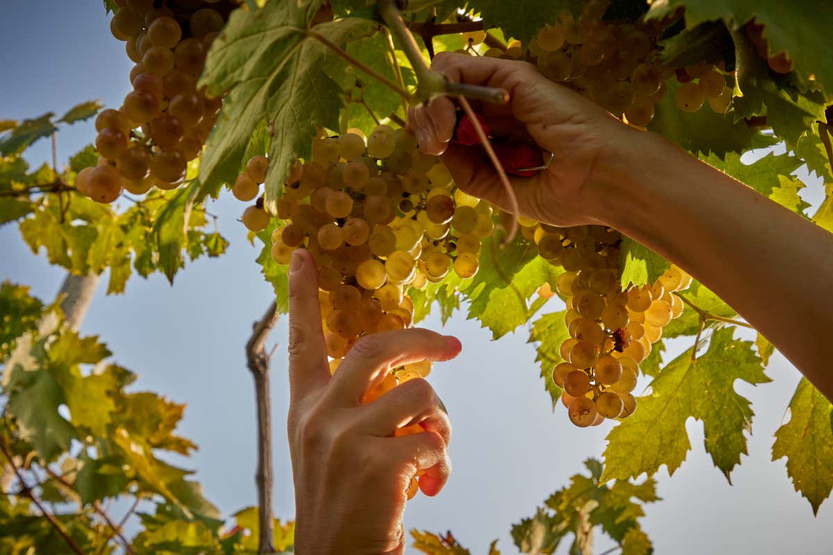 Suavia presenta ''I luoghi'': tre Soave dei ''cru'' Fittà, Castellaro e Tremenalto