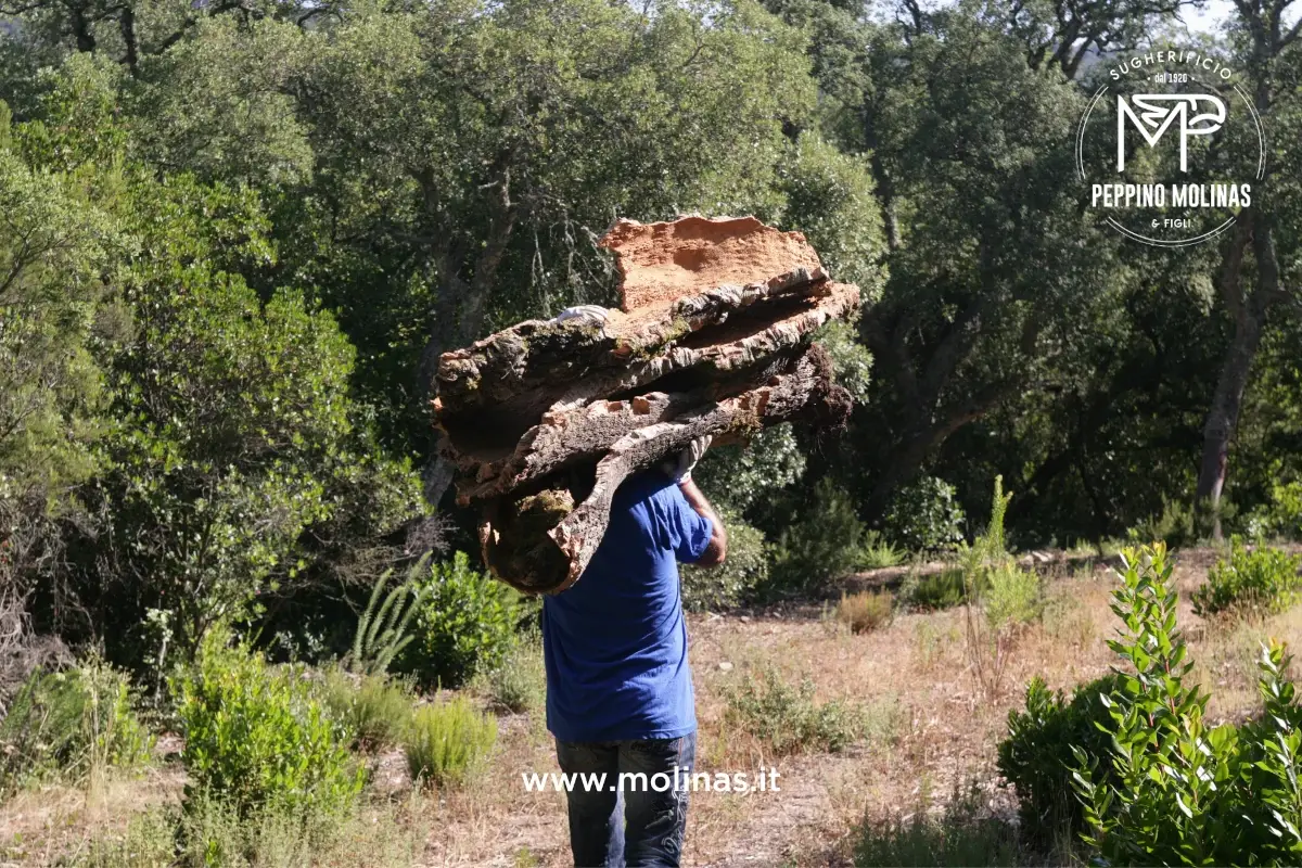 Sugherificio Molinas, un&rsquo;azienda sempre pi&ugrave; sostenibile