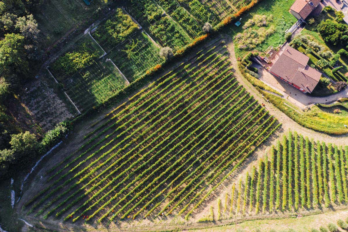 Tallarini, passione di famiglia per vini dai caratteri distintivi Tallarini, passione di famiglia per vini dai caratteri distintivi