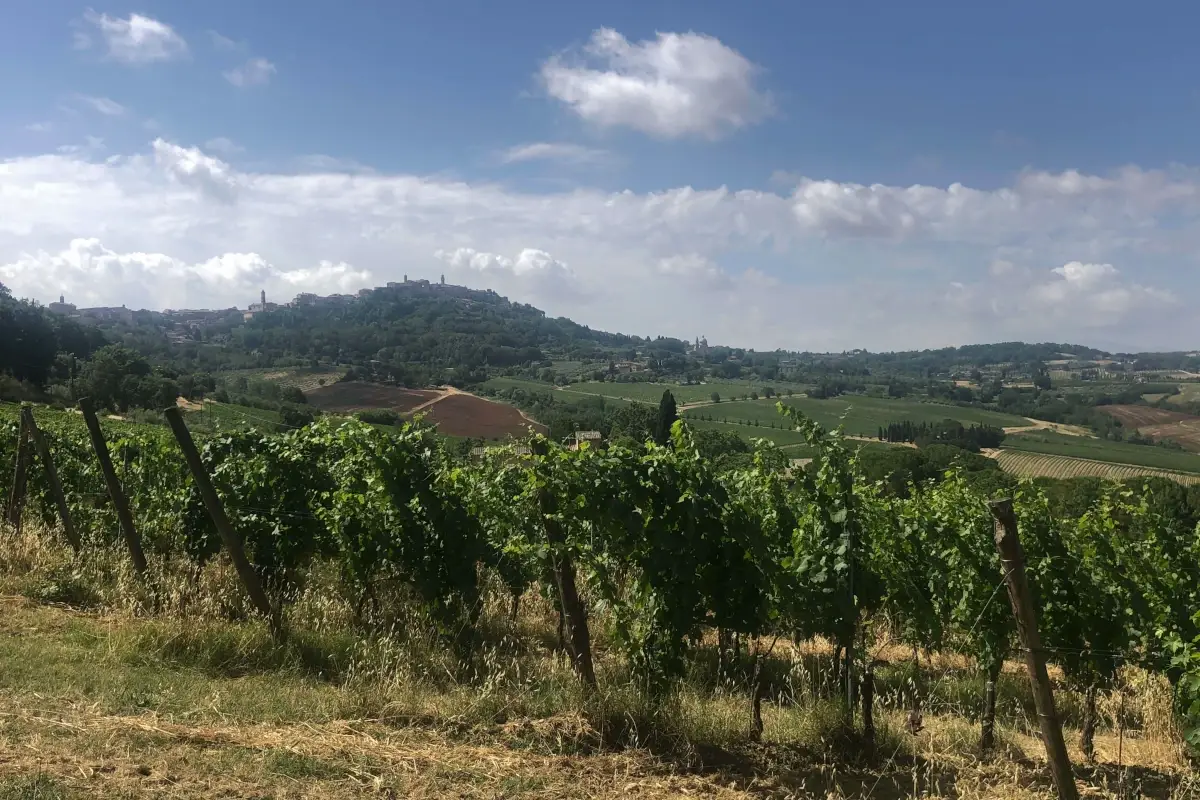 Vigneti di Cantina Talosa a Montepulciano I nobili vini di Talosa celebrano 50 anni nel segno della tradizione e della modernit&agrave;