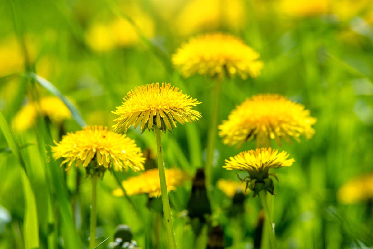 Dal Salento l'esempio di un uso intelligente in cucina delle erbe spontanee