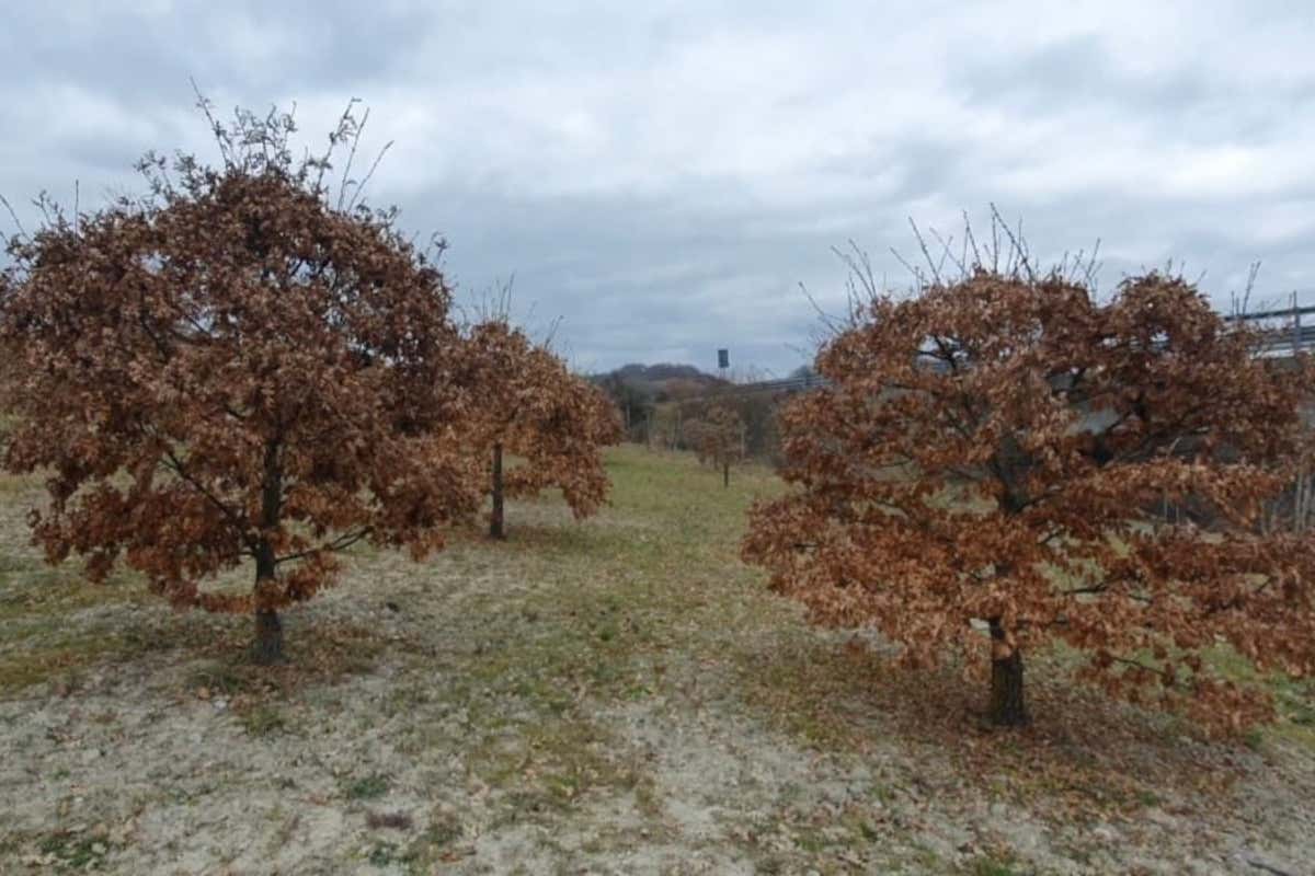 Matteo Guerra di Sant’Angelo in Vado: «Il tartufo? una scelta di vita»