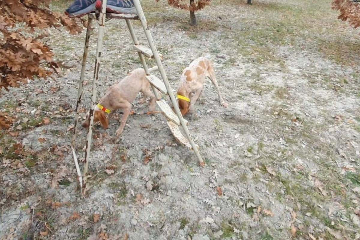 Matteo Guerra di Sant’Angelo in Vado: «Il tartufo? una scelta di vita»