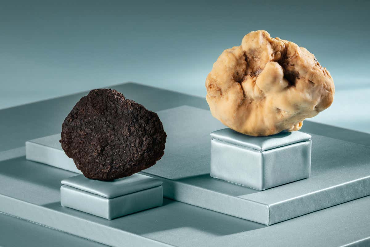 Ad Alba nasce un dessert che sembra un tartufo appena cavato dal bosco Ad Alba nasce un dessert che sembra un tartufo appena cavato dal bosco