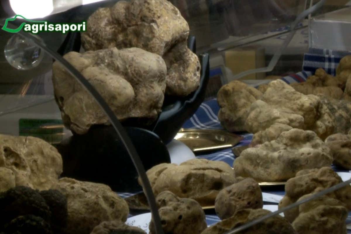 Dopo una lunga attesa l'Unesco ha riconosciuto la nobile arte della cerca e della cavatura del tartufo patrimonio mondiale