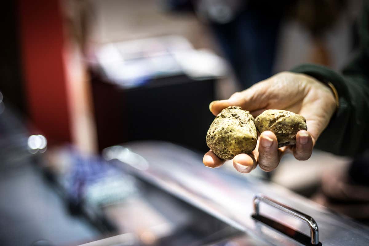 Il cambiamento climatico minaccia il tartufo  Ad Alba sulle tracce del tartufo bianco, il profumo che si mangia