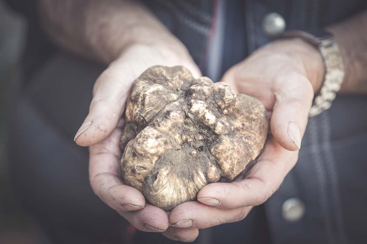 Tartufo Bianco delle Crete Senesi  Appuntamenti golosi con il Tartufo Bianco delle Crete Senesi