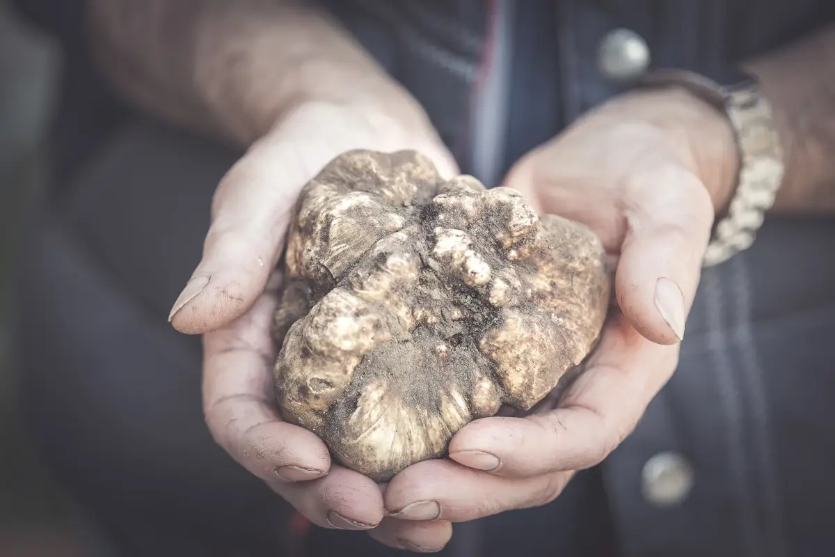 Tartufo Bianco delle Crete Senesi&nbsp; Appuntamenti golosi con il Tartufo Bianco delle Crete Senesi