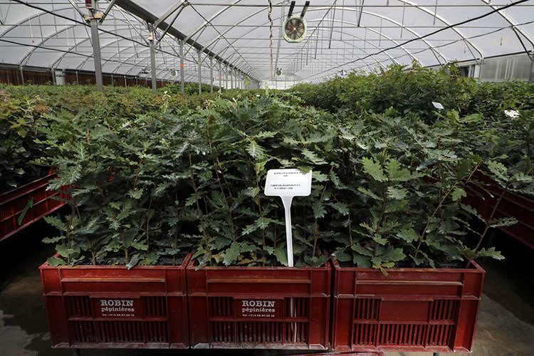 Piantagioni di piante micorizzate nel vivavio - Verso la coltivazione del Tartufo? In Francia le prime piantagioni