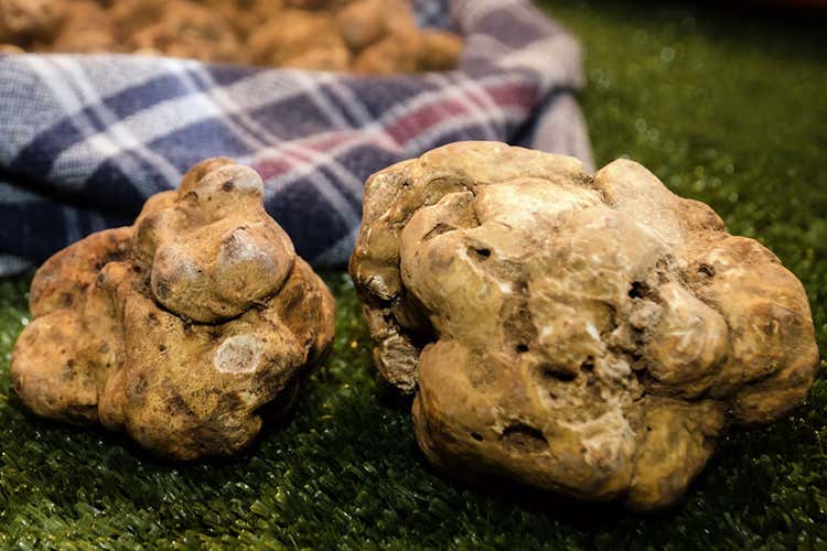 Le stime sul tartufo bianco 2020 - Il 2020 del tartufo bianco? A Roma rispondono gli esperti