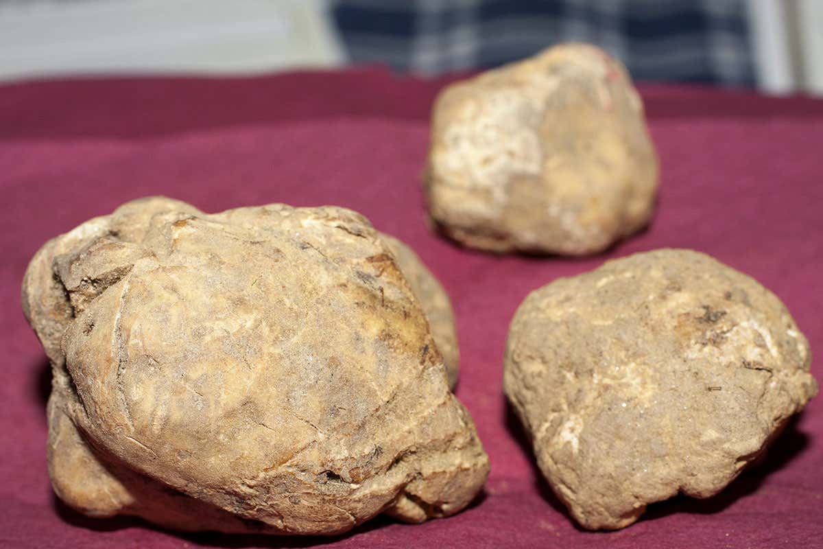 Ottobre &egrave; il mese del tartufo Ottobre, il mese delle fiere del tartufo. Ma c'&egrave; troppo provincialismo, serve un network