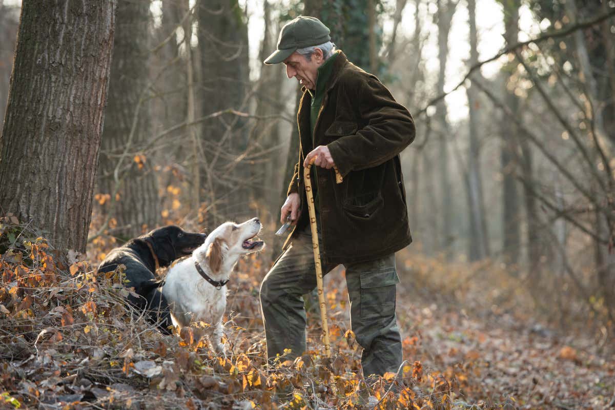 Diversi gli avvelenamenti di cani da tartufo in Italia 