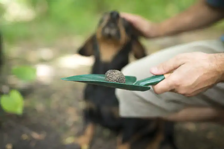 Entro il 2021 la decisione sulla candidatura per l&rsquo;Unesco Cerca e cavatura del tartufo nell'Unesco?In arrivo la decisione