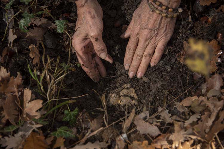 In Piemonte si apre la stagione del tartufo - Alba, parte la caccia al tartufo Notte d'attesa e bollicine al castello