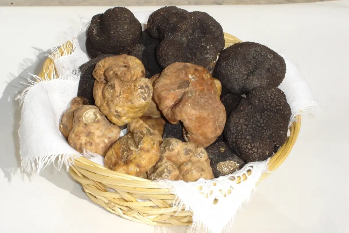 Tartufi, quotazioni alte per il &ldquo;bianco&rdquo;