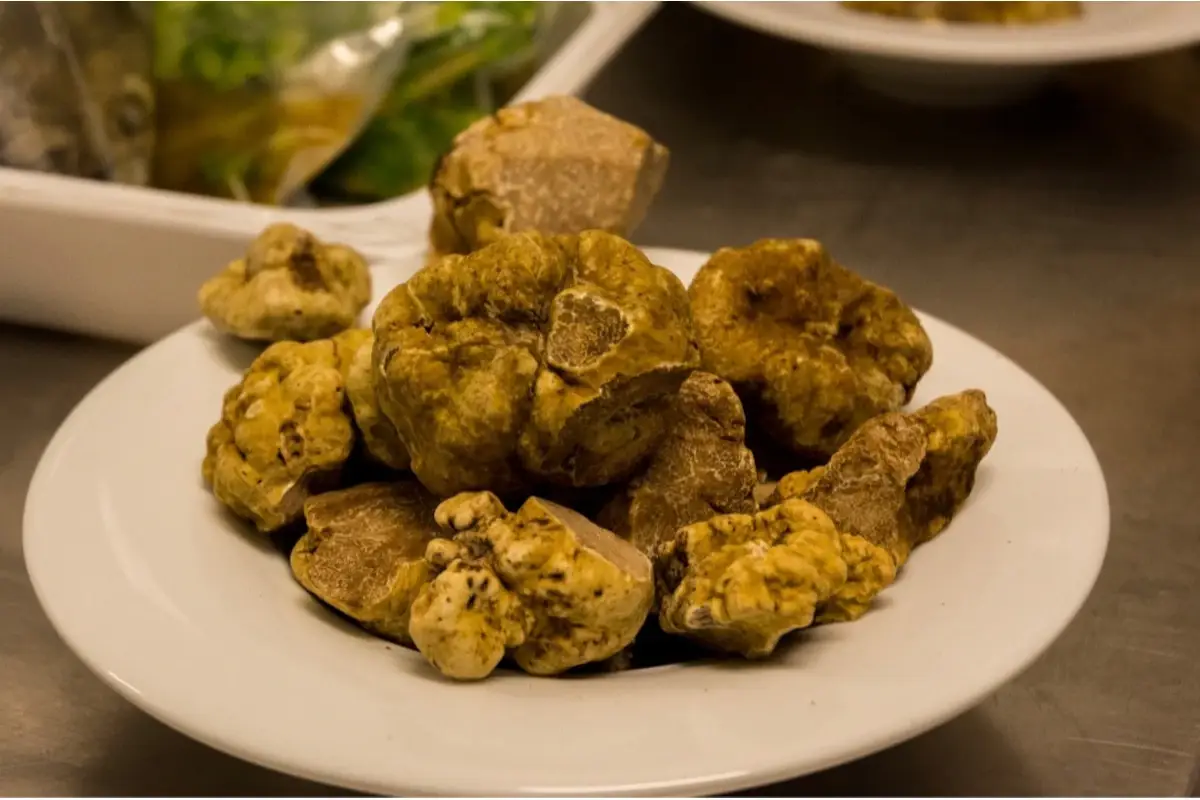 Accademia del tartufo nel mondo nasce il Premio internazionale: I pionieri del tartufo.