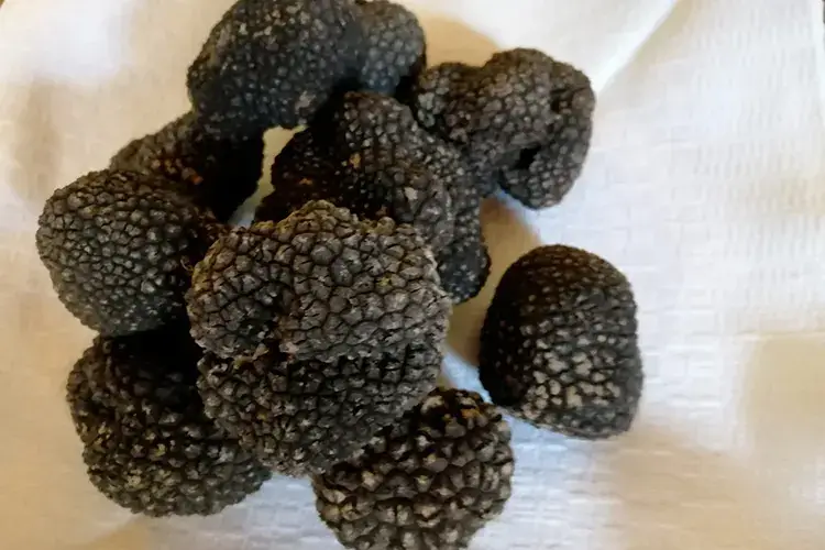 Il tartufo, principe della tavola made in Italy