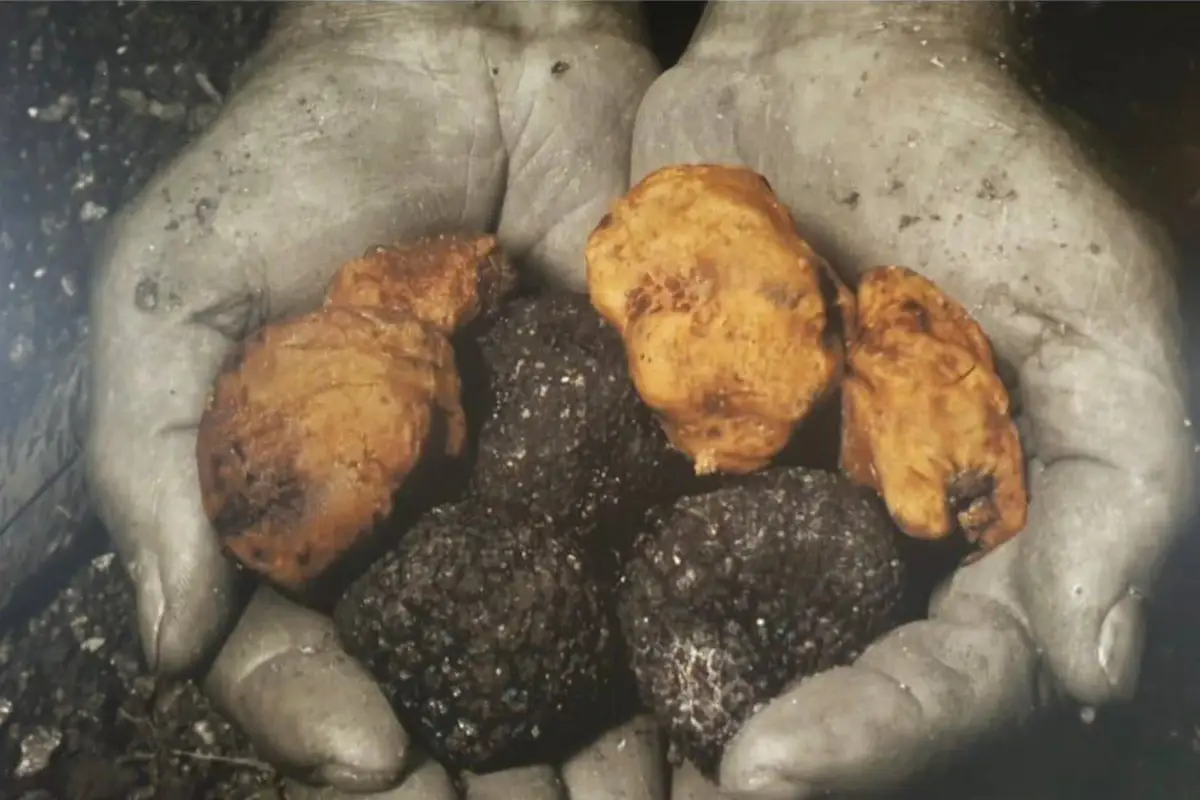 Guerra: anche il tartufo italiano sparisce dalla tavola di Putin