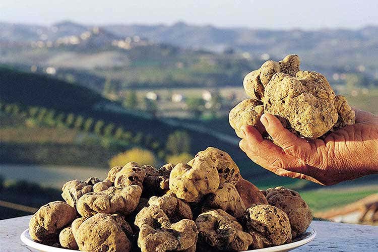 Tartufo protagonista in mostre, bancarelle e appuntamenti di approfondimento A Volterragusto tartufo protagonista di una manifestazione che tocca il territorio