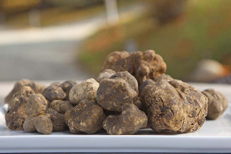 Arriva la stagione del tartufo - Aperta la cerca al tartufo Tornano le fiere piemontesi