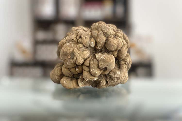 L'esemplare da record - Un tartufo bianco da 530 grammi trovato sull&rsquo;Appennino Bolognese