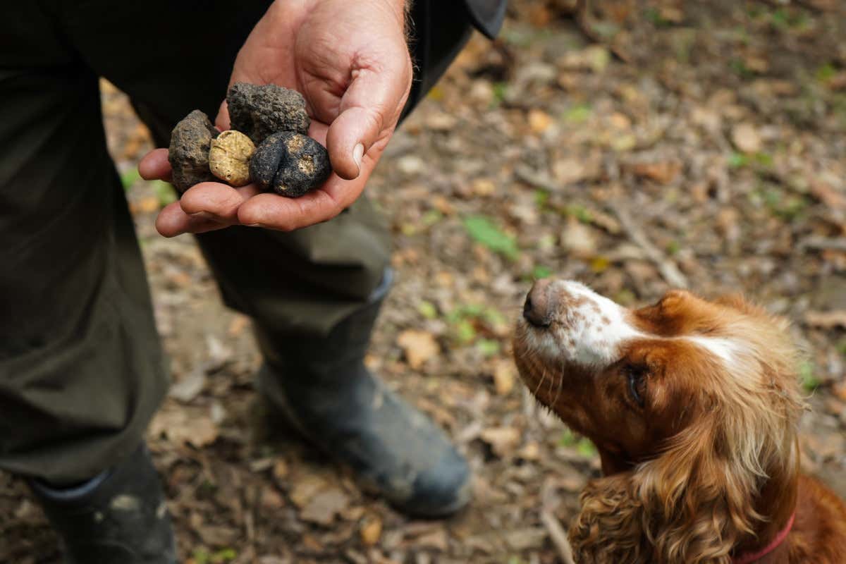 Tartufo: proprietà, benefici e stagionalità del “diamante” della cucina