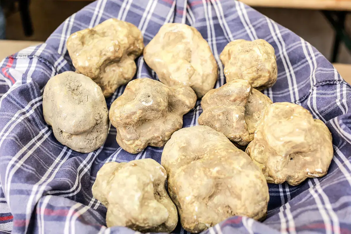 Il Tartufo bianco S.Angelo in Vado, nel weekend gli Stati generali del tartufo