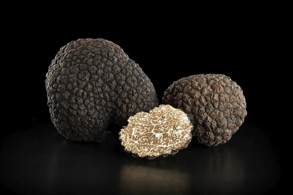 Il tartufo &egrave; un fungo ipogeo La cerca e cavatura del tartufo riconosciuti patrimonio culturale Unesco