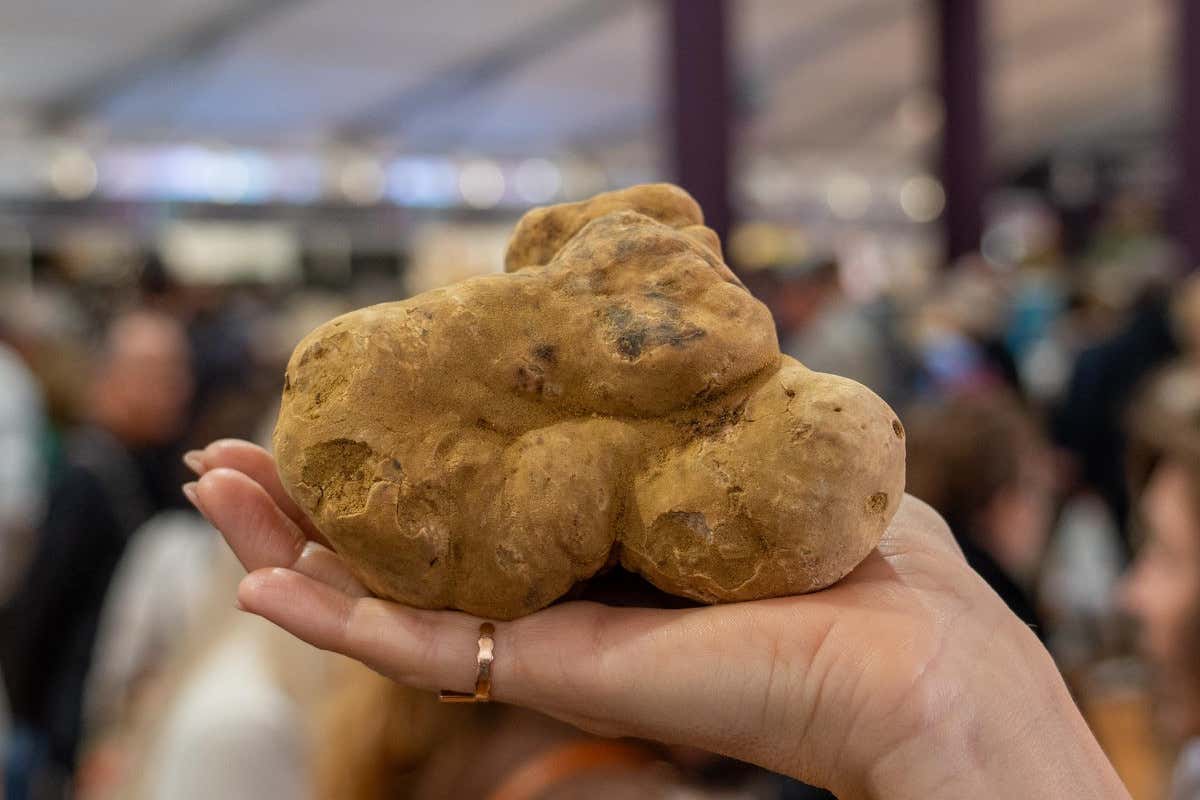 Alba apre la stagione del tartufo: si parte dalla stessa base del 2024