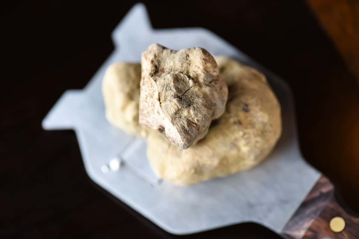 Tartufo d'Alba un premio a chi si prende cura del diamante bianco