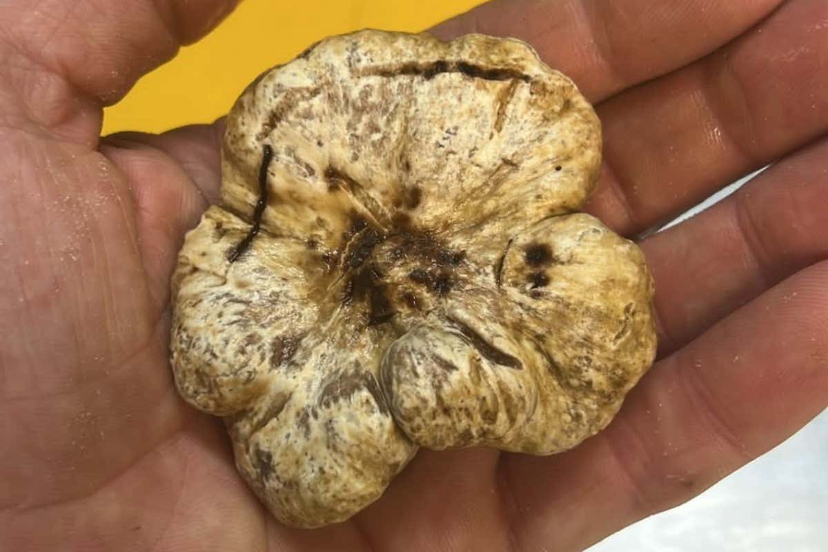 Partite le prime fiere del tartufo bianco, ma sui banchi di pepite se ne vedono ancora poche Partite le prime fiere del tartufo bianco, ma sui banchi di pepite se ne vedono ancora poche