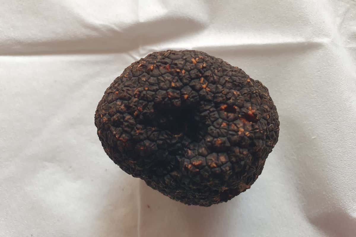 Il Crater dell'Emilia-Romagna critica la Regione per la poca trasparenza sul tartufo Il Crater dell'Emilia-Romagna critica la Regione per la poca trasparenza sul tartufo