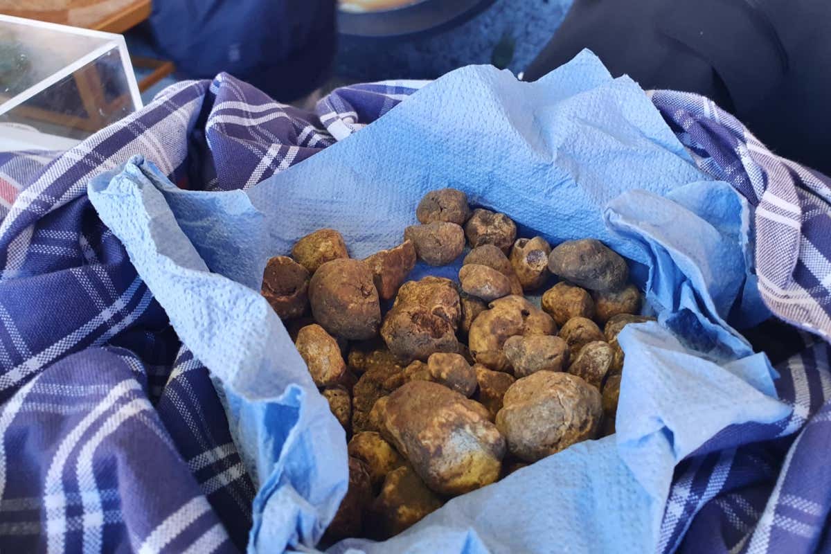 Il Crater dell'Emilia-Romagna critica la Regione per la poca trasparenza sul tartufo Il Crater dell'Emilia-Romagna critica la Regione per la poca trasparenza sul tartufo