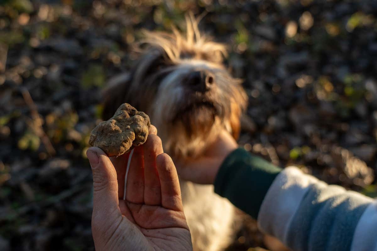 Il profumo che incanta il mondo: Garola e Laera raccontano il tartufo bianco d’Alba