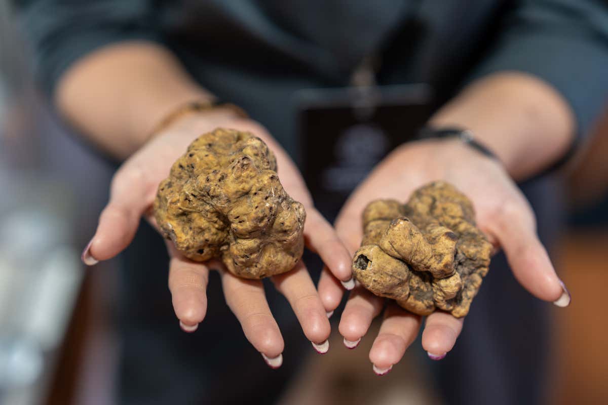Il profumo che incanta il mondo: Garola e Laera raccontano il tartufo bianco d’Alba