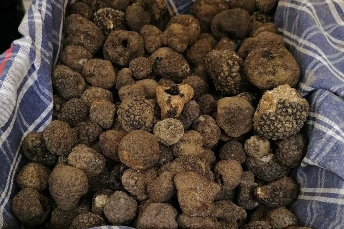 Pergola apre la stagione del Tartufo Bianco delle Marche