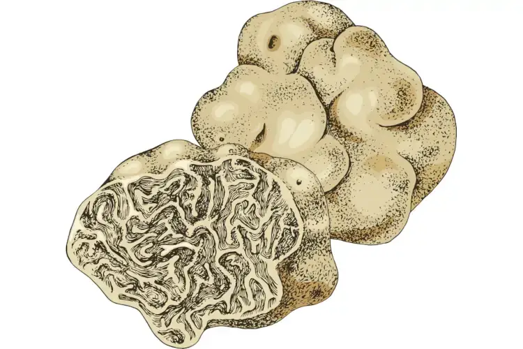 I valori del tartufo