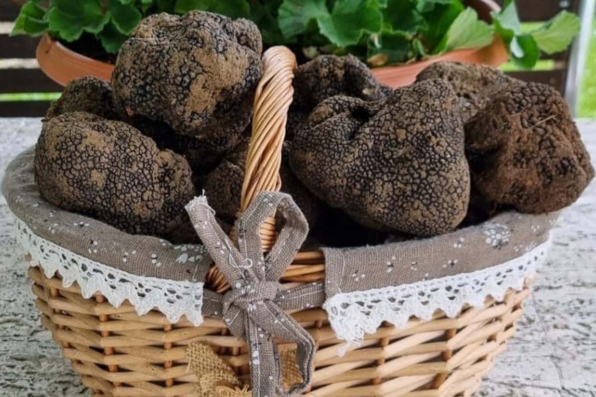 La stagione del tartufo estivo in Veneto è iniziata: sarà la migliore degli ultimi 20 anni
