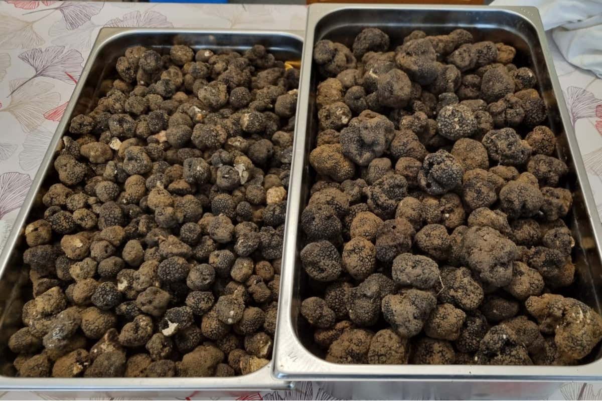 La stagione del tartufo estivo in Veneto è iniziata: sarà la migliore degli ultimi 20 anni