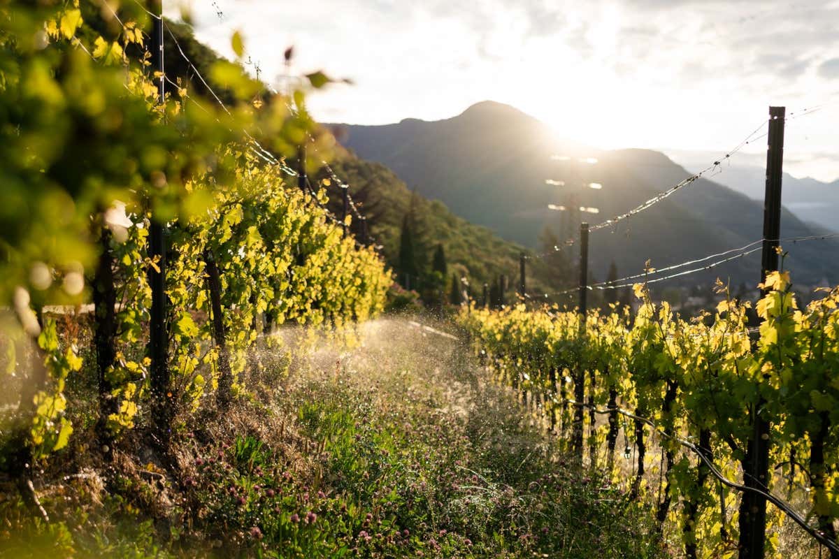 Nelle valli dell'Alto Adige cresce il Lagrein, un vitigno unico nel suo genere
