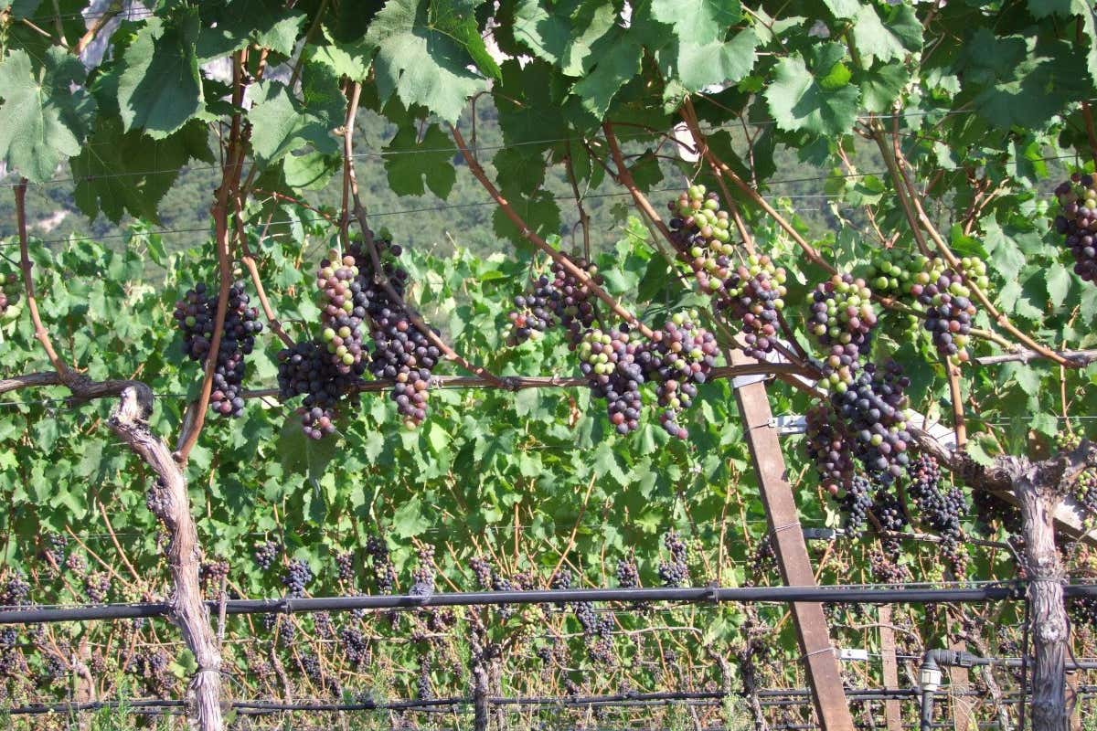 Il Lagrein è un'uva che si sarebbe generata da un incrocio spontaneo tra Teroldego e Schiava