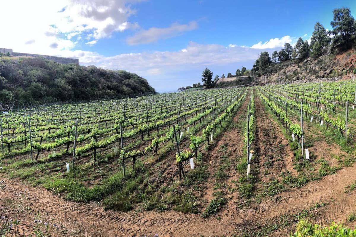 I vini di Borja Perez: autenticità espressiva della vulcanica Tenerife I vini di Borja Perez: autenticità espressiva della vulcanica Tenerife