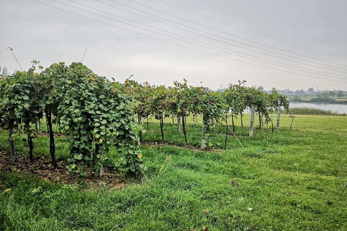 I vigneti della Tenuta Campana Un viaggio a Modena a caccia di sapori genuini